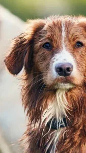 Beeld uit het project Dogline door Day Six